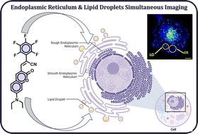 Graphical abstract: A two-in-one probe: imaging lipid droplets and endoplasmic reticulum in tandem