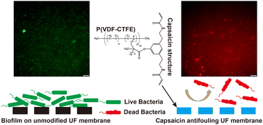Graphical abstract: Enhancing biofouling resistance in microfiltration membranes through capsaicin-derivative functionalization