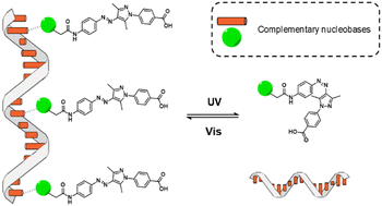 Graphical abstract: Selectivity in the chiral self-assembly of nucleobase-arylazopyrazole photoswitches along DNA templates