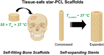 Graphical abstract: Star-PCL shape memory polymer (SMP) scaffolds with tunable transition temperatures for enhanced utility