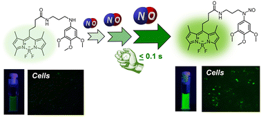 Graphical abstract: A fluorescent probe with an ultra-rapid response to nitric oxide