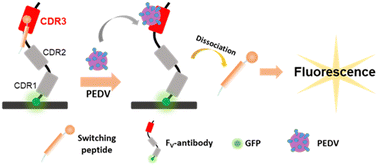 Graphical abstract: A one-step immunoassay based on switching peptides for diagnosis of porcine epidemic diarrhea virus (PEDV) using screened Fv-antibodies