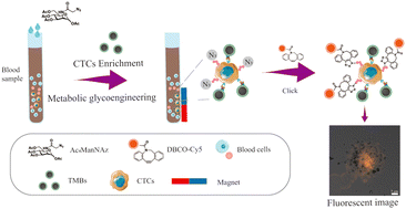 Graphical abstract: Generally applicable circulating tumor cell enrichment and identification through a membrane glycoprotein–targeting strategy combining magnetic isolation and biological orthogonality labeling