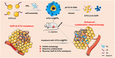 Graphical abstract: Engineering lauric acid-based nanodrug delivery systems for restoring chemosensitivity and improving biocompatibility of 5-FU and OxPt against Fn-associated colorectal tumor