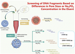 Graphical abstract: Magnetic composite microspheres with a controlled mesoporous shell for highly efficient DNA extraction and fragment screening