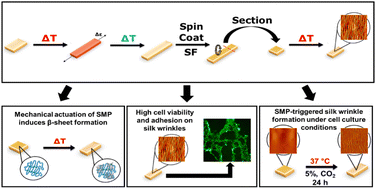 Graphical abstract: Dry and wet wrinkling of a silk fibroin biopolymer by a shape-memory material with insight into mechanical effects on secondary structures in the silk network