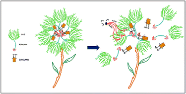 Graphical abstract: One-step synthesis of amphiphilic copolymers PDMS-b-PEG using tris(pentafluorophenyl)borane and subsequent study of encapsulation and release of curcumin