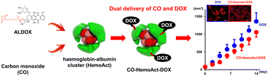 Graphical abstract: Dual delivery of carbon monoxide and doxorubicin using haemoglobin–albumin cluster: proof of concept for well-tolerated cancer therapy
