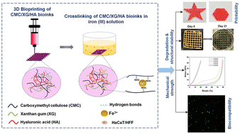 Graphical abstract: Development of novel iron(iii) crosslinked bioinks comprising carboxymethyl cellulose, xanthan gum, and hyaluronic acid for soft tissue engineering applications