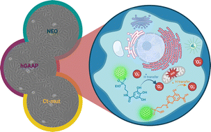 Graphical abstract: Silica nanoparticle conjugation with gallic acid towards enhanced free radical scavenging capacity and activity on osteosarcoma cells in vitro