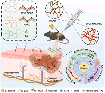 Graphical abstract: Micro-environment triple-responsive hyaluronic acid hydrogel dressings to promote antibacterial activity, collagen deposition, and angiogenesis for diabetic wound healing