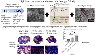 Graphical abstract: Composite bone graft of CaO–MgO–SiO2 glass–ceramics and CaSO4 ceramics for boosting bone formation rate