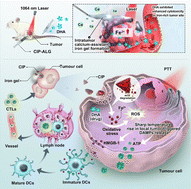 Graphical abstract: Cancer nutritional-immunotherapy with NIR-II laser-controlled ATP release based on material repurposing strategy