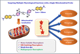 Graphical abstract: A multipurpose mitochondrial NIR probe for imaging ferroptosis and mitophagy