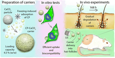 Graphical abstract: Biodegradable calcium carbonate carriers for the topical delivery of clobetasol propionate