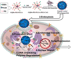 Graphical abstract: CAG peptide functionalized graphene quantum dots-cationic polymer composite gene carriers