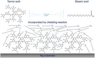 Graphical abstract: Metal–organic complex coating for enhanced corrosion control and biocompatibility on biodegradable magnesium alloy for orthopaedic implants