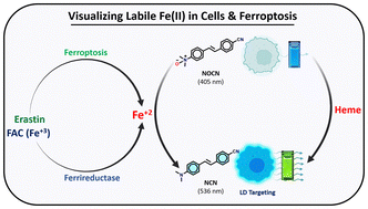 Graphical abstract: Detecting labile heme and ferroptosis through ‘turn-on’ fluorescence and lipid droplet localization post Fe2+ sensing