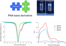 Graphical abstract: Hybrid PNA-peptide hydrogels as injectable CEST-MRI agents