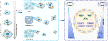 Graphical abstract: Multimodal effects of an extracellular matrix on cellular morphology, dynamics and functionality