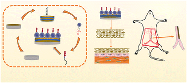 Graphical abstract: Pro-endothelialization of nitinol alloy cardiovascular stents enhanced by the programmed assembly of exosomes and endothelial affinity peptide