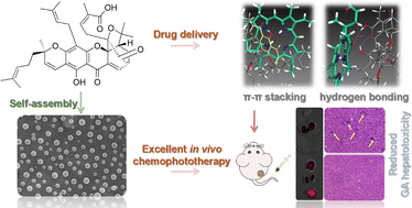 Graphical abstract: Natural gambogic acid-tuned self-assembly of nanodrugs towards synergistic chemophototherapy against breast cancer