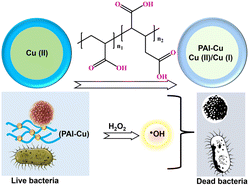 Graphical abstract: Enhancing antibacterial properties by regulating valence configurations of copper: a focus on Cu-carboxyl chelates