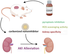 Graphical abstract: Targeted inhibition of pyroptosis via a carbonized nanoinhibitor for alleviating drug-induced acute kidney injury