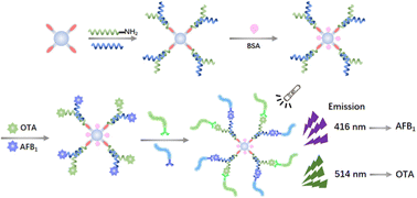 Graphical abstract: A controllable Y-shaped DNA structure assisted aptasensor for the simultaneous detection of AFB1 and OTA based on ARGET ATRP