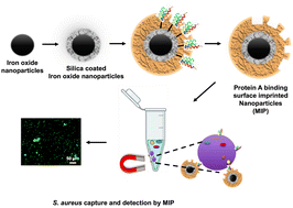 Graphical abstract: Rationally designed protein A surface molecularly imprinted magnetic nanoparticles for the capture and detection of Staphylococcus aureus