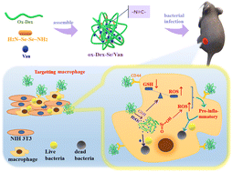 Graphical abstract: Intracellular infection-responsive macrophage-targeted nanoparticles for synergistic antibiotic immunotherapy of bacterial infection