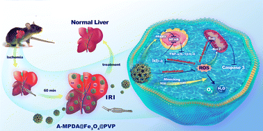 Graphical abstract: Activation of the PPARγ/NF-κB pathway by A-MPDA@Fe3O4@PVP via scavenging reactive oxygen species to alleviate hepatic ischemia-reperfusion injury