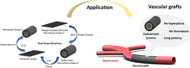 Graphical abstract: Design-encoded dual shape-morphing and shape-memory in 4D printed polymer parts toward cellularized vascular grafts