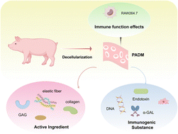 Graphical abstract: Bioactivity and in vitro immunological studies of xenogeneic decellularized extracellular matrix scaffolds for implantable applications