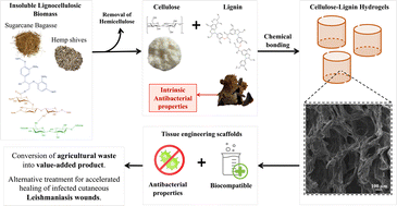 Graphical abstract: Lignin–cellulose complexes derived from agricultural wastes for combined antibacterial and tissue engineering scaffolds for cutaneous leishmaniasis wounds