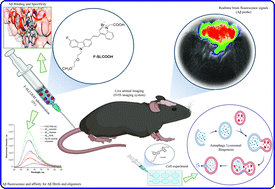 Graphical abstract: Molecular engineering of a theranostic molecule that detects Aβ plaques, inhibits Iowa and Dutch mutation Aβ self-aggregation and promotes lysosomal biogenesis for Alzheimer's disease