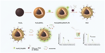 Graphical abstract: Magnetic lanthanide sensor with self-ratiometric time-resolved luminescence for accurate detection of epithelial cancerous exosomes
