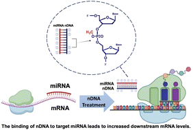Graphical abstract: Specific and efficient knockdown of intracellular miRNA using partially neutralized phosphate-methylated DNA oligonucleic acid-loaded mesoporous silica nanoparticles