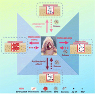 Graphical abstract: A multifunctional collagen-base bilayer membrane integrated with a bimetallic/polydopamine network for enhanced guided bone regeneration