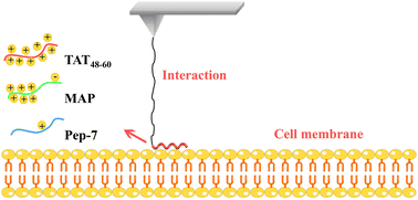 Graphical abstract: Revealing the dynamic mechanism of cell-penetrating peptides across cell membranes at the single-molecule level
