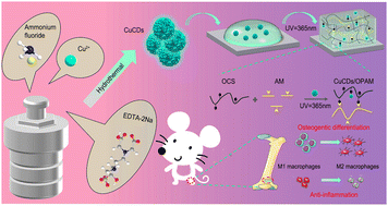 Graphical abstract: Copper-based carbon dots modified hydrogel with osteoimmunomodulatory and osteogenesis for bone regeneration