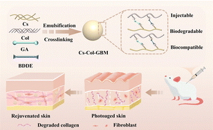 Graphical abstract: Injectable and biodegradable collagen–chitosan microspheres for enhanced skin regeneration