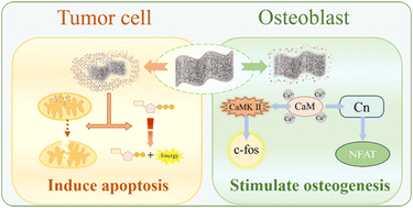 Graphical abstract: Fructose-mineralized black phosphorus for syncretic bone regeneration and tumor suppression