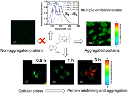 Graphical abstract: Protein aggregation monitoring in cells under oxidative stress: a novel fluorescent probe based on a 7-azaindole-BODIPY derivative