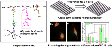 Graphical abstract: Micropatterned shape-memory polymer substrate containing hydrogen bonds creates a long-term dynamic microenvironment for regulating nerve-cell fate