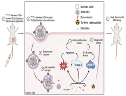Graphical abstract: pH-Sensitive doxorubicin delivery using zinc oxide nanoparticles as a rectified theranostic platform: in vitro anti-proliferative, apoptotic, cell cycle arrest and in vivo radio-distribution studies