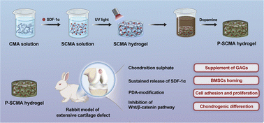Graphical abstract: A chondroitin sulphate hydrogel with sustained release of SDF-1α for extensive cartilage defect repair through induction of cell homing and promotion of chondrogenesis