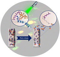 Graphical abstract: Grafting and controlled release of antimicrobial peptides from mesoporous silica