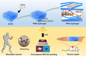 Graphical abstract: A 3D printable near-infrared triggered hydrogel with MoS2 as the crosslink center for tissue repair