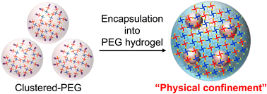 Graphical abstract: Enhancing cell adhesion in synthetic hydrogels via physical confinement of peptide-functionalized polymer clusters